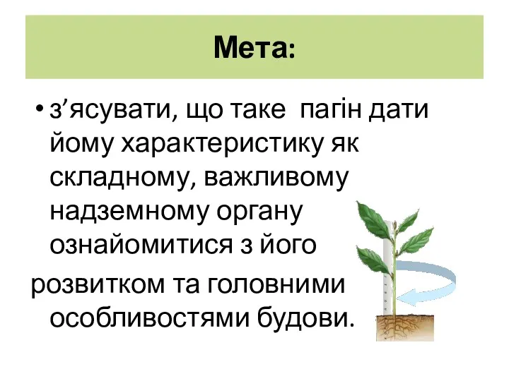 Мета: з’ясувати, що таке пагін дати йому характеристику як складному,