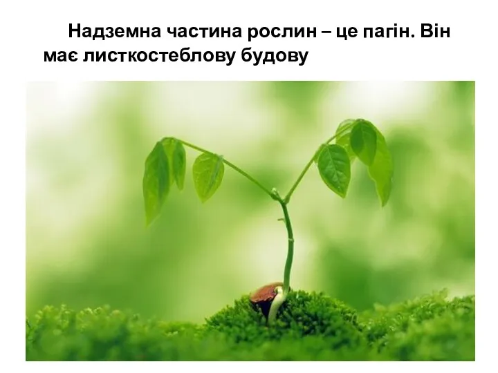 Надземна частина рослин – це пагін. Він має листкостеблову будову