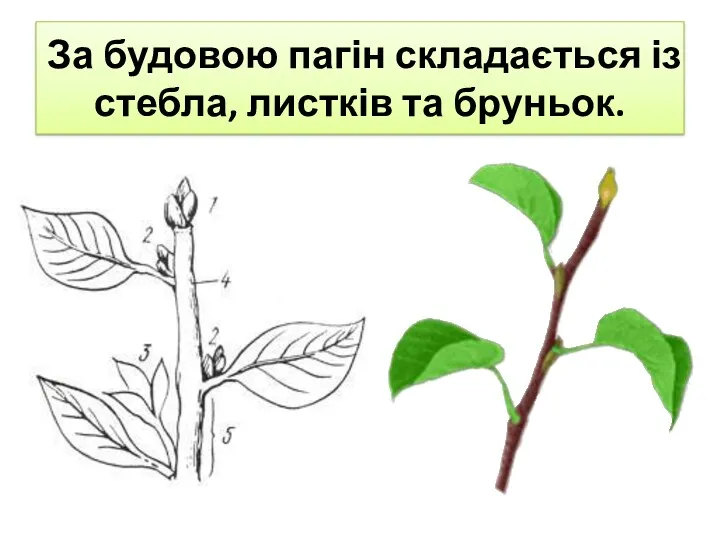 За будовою пагін складається із стебла, листків та бруньок.