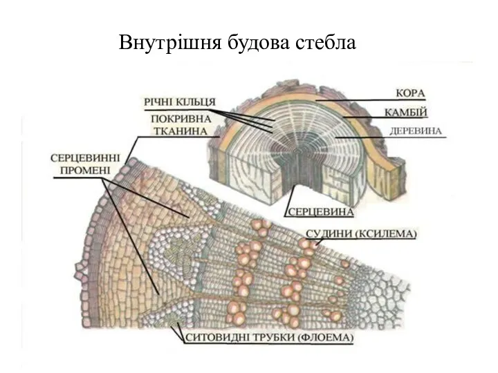 Внутрішня будова стебла