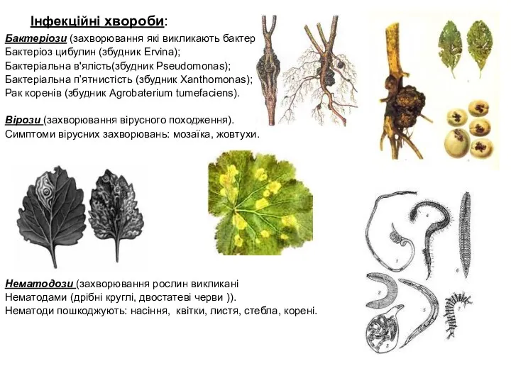 Інфекційні хвороби: Бактеріози (захворювання які викликають бактерії): Бактеріоз цибулин (збудник