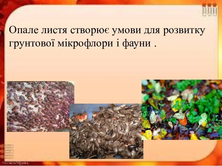 Опале листя створює умови для розвитку грунтової мікрофлори і фауни .
