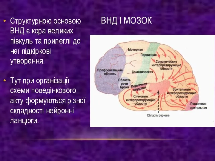 Структурною основою ВНД є кора великих півкуль та прилеглі до