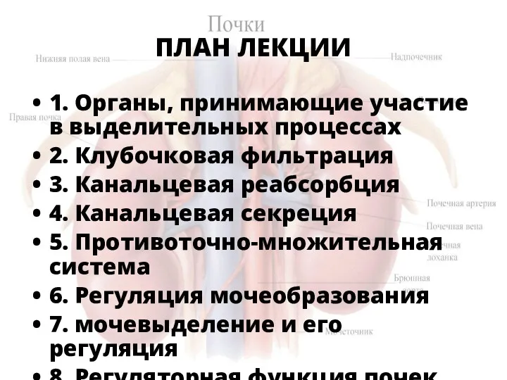 ПЛАН ЛЕКЦИИ 1. Органы, принимающие участие в выделительных процессах 2.