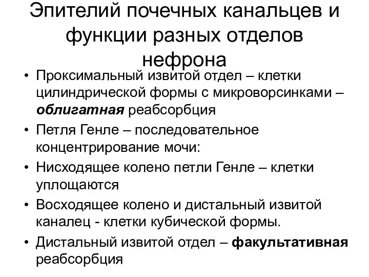 Эпителий почечных канальцев и функции разных отделов нефрона Проксимальный извитой