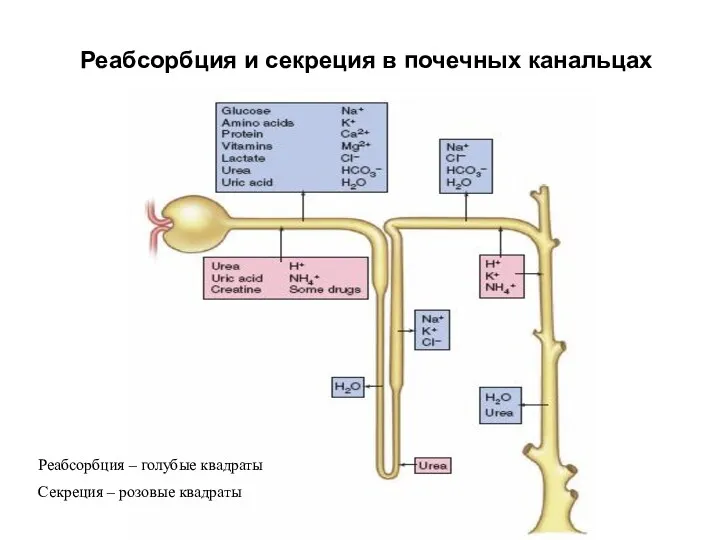 Реабсорбция и секреция в почечных канальцах Реабсорбция – голубые квадраты Секреция – розовые квадраты