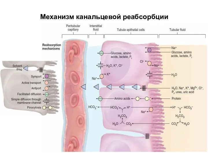 Механизм канальцевой реабсорбции