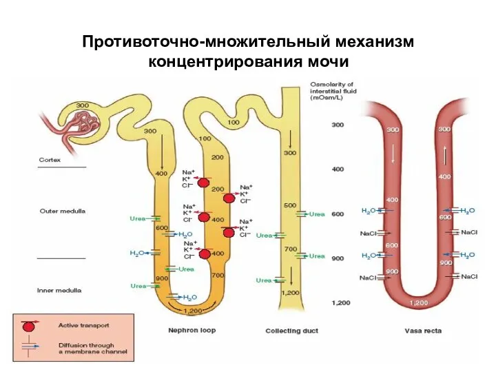 Противоточно-множительный механизм концентрирования мочи