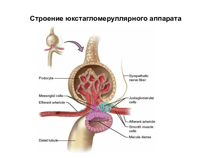 Строение юкстагломеруллярного аппарата