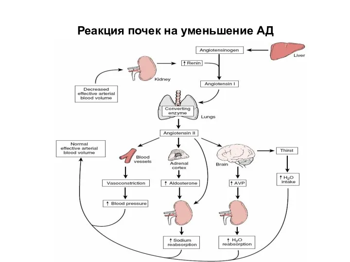 Реакция почек на уменьшение АД