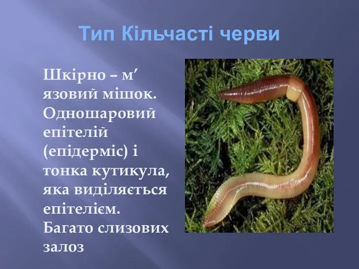 Тип Кільчасті черви Шкірно – м’язовий мішок. Одношаровий епітелій (епідерміс)