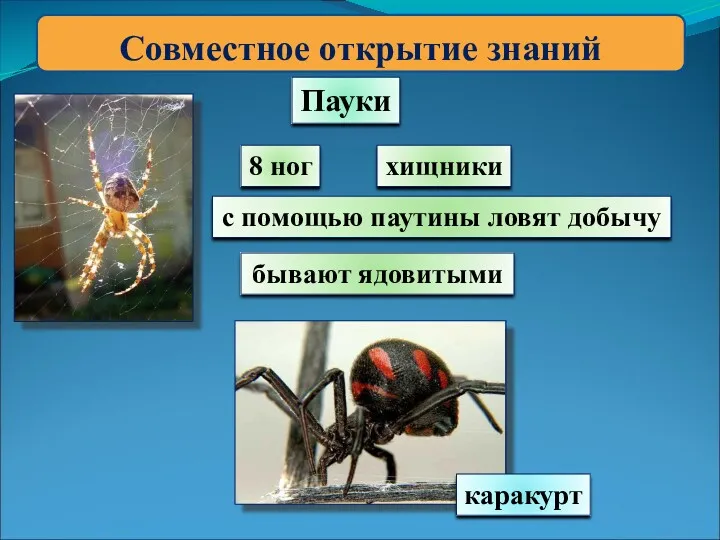 Совместное открытие знаний Пауки 8 ног с помощью паутины ловят добычу хищники бывают ядовитыми каракурт