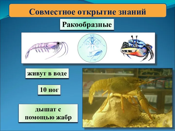 Совместное открытие знаний Ракообразные живут в воде 10 ног дышат с помощью жабр