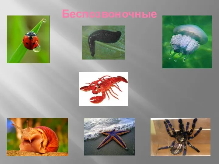 Беспозвоночные