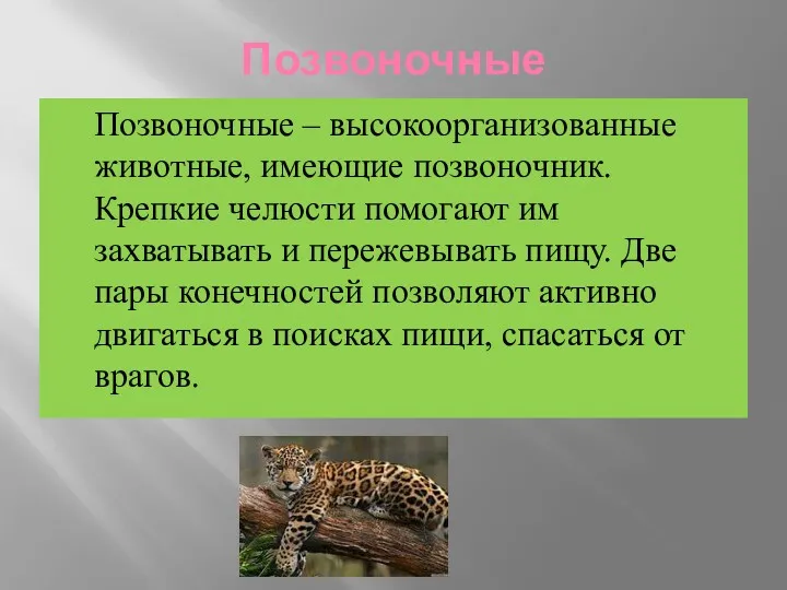 Позвоночные Позвоночные – высокоорганизованные животные, имеющие позвоночник. Крепкие челюсти помогают