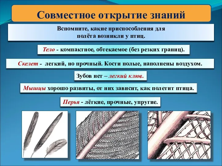 Совместное открытие знаний Вспомните, какие приспособления для полёта возникли у