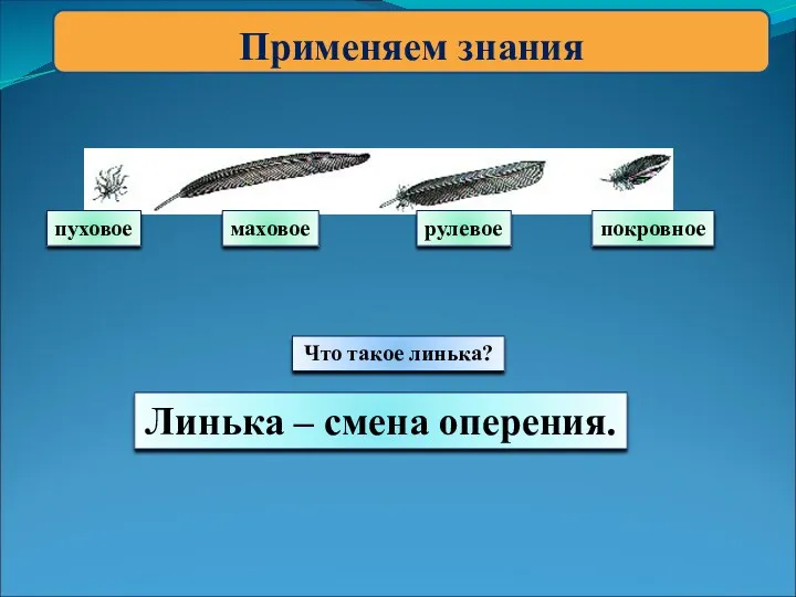 Применяем знания пуховое маховое рулевое покровное Что такое линька? Линька – смена оперения.