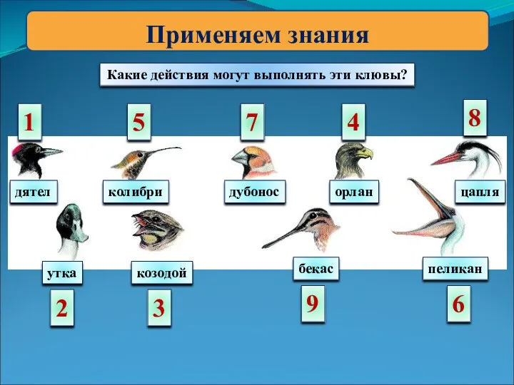 Применяем знания Какие действия могут выполнять эти клювы? дятел колибри