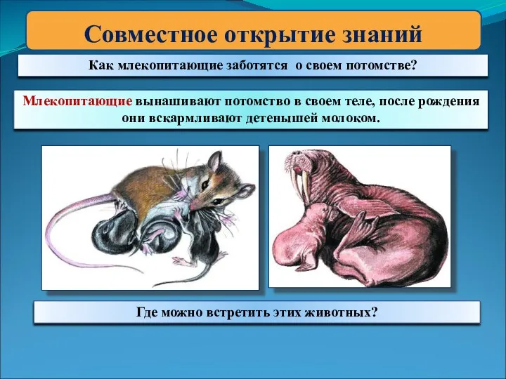 Совместное открытие знаний Как млекопитающие заботятся о своем потомстве? Млекопитающие