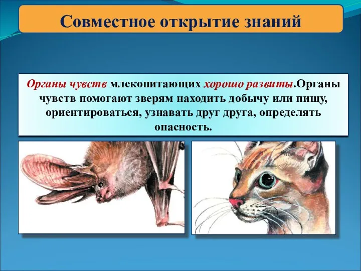 Совместное открытие знаний Органы чувств млекопитающих хорошо развиты.Органы чувств помогают