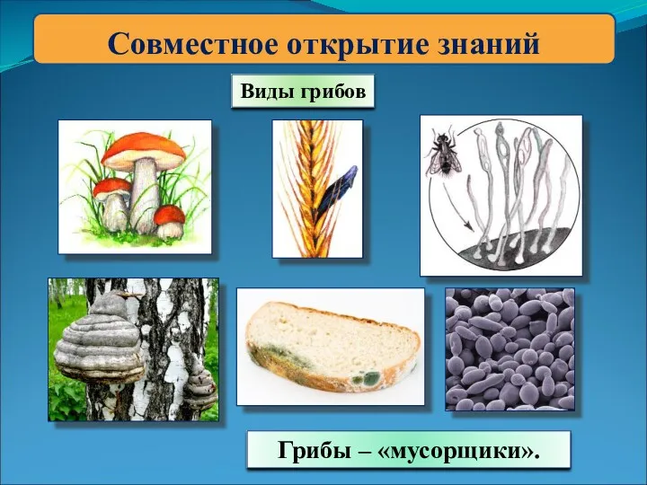 Совместное открытие знаний Виды грибов Грибы – «мусорщики».