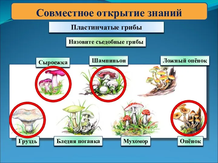 Совместное открытие знаний Пластинчатые грибы Сыроежка Шампиньон Ложный опёнок Опёнок