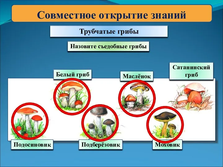 Совместное открытие знаний Белый гриб Трубчатые грибы Подосиновик Маслёнок Сатанинский гриб Подберёзовик Моховик Назовите съедобные грибы