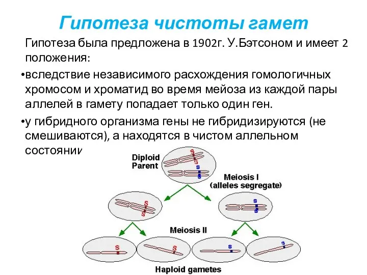 Гипотеза чистоты гамет Гипотеза была предложена в 1902г. У.Бэтсоном и