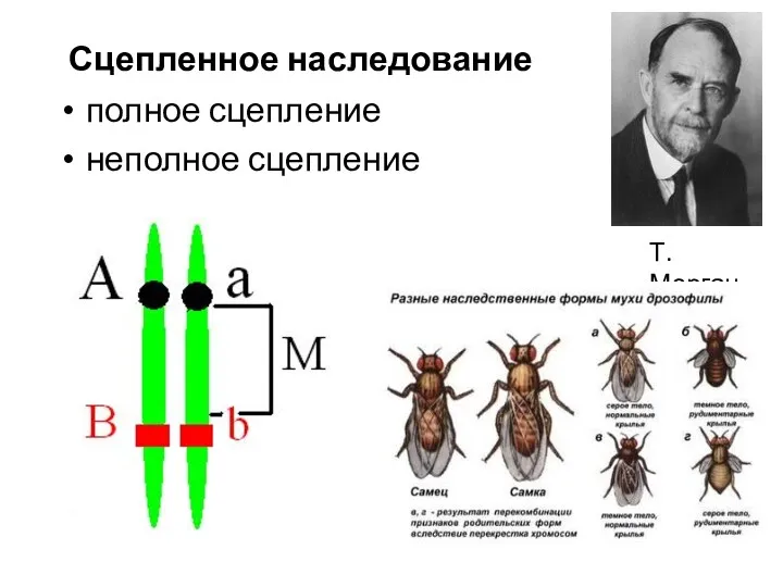 Сцепленное наследование полное сцепление неполное сцепление Т.Морган