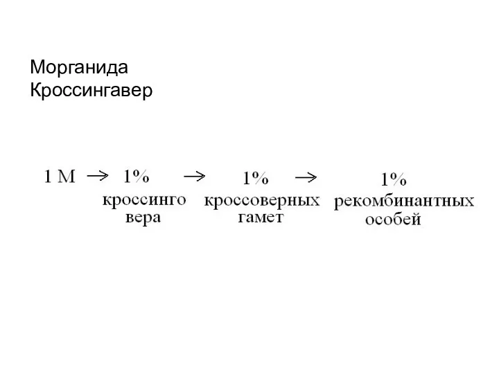 Морганида Кроссингавер