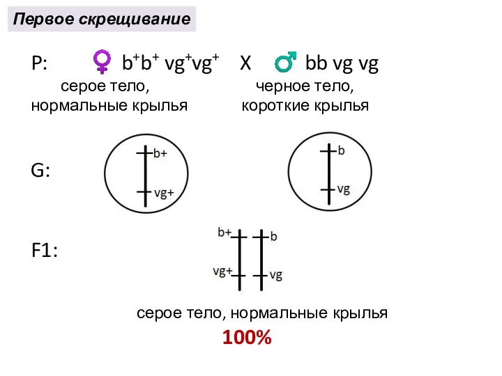 P: ♀ b+b+ vg+vg+ X ♂ bb vg vg серое