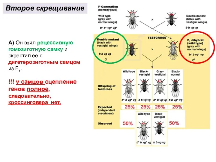 Второе скрещивание А) Он взял рецес­сивную гомозиготную самку и скрестил