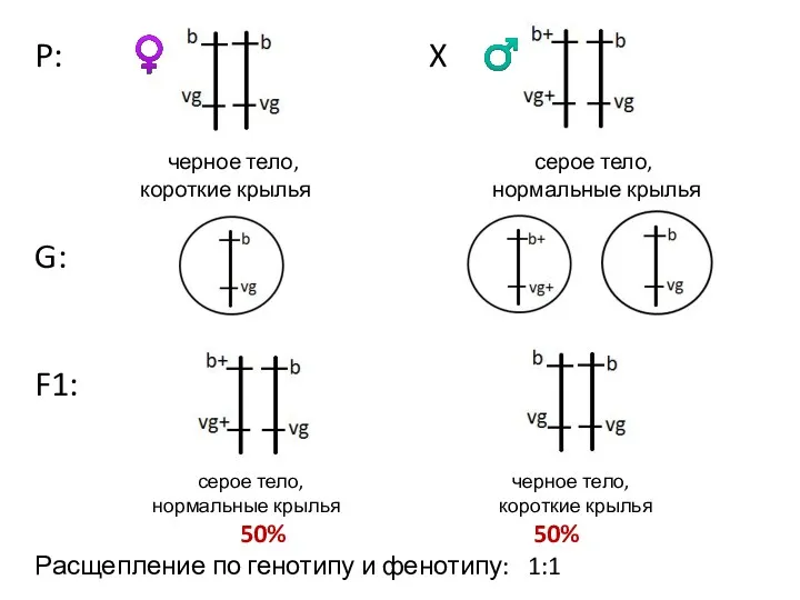 P: ♀ X ♂ черное тело, серое тело, короткие крылья