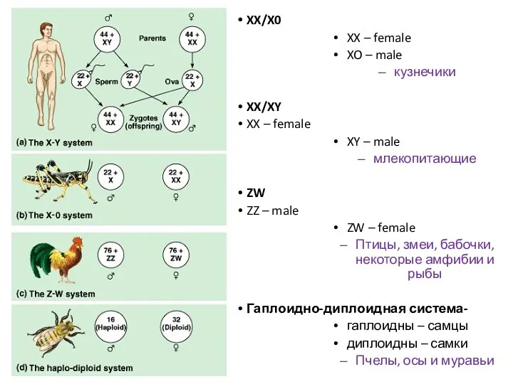 XX/X0 XX – female XO – male кузнечики XX/XY XX