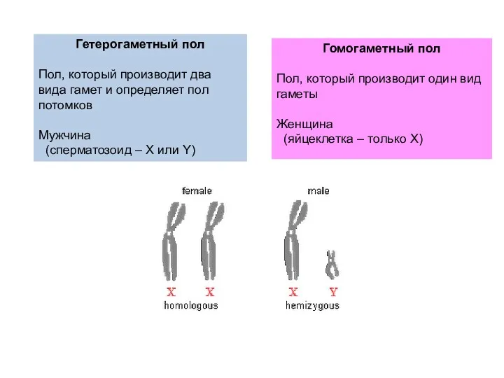 Гетерогаметный пол Пол, который производит два вида гамет и определяет
