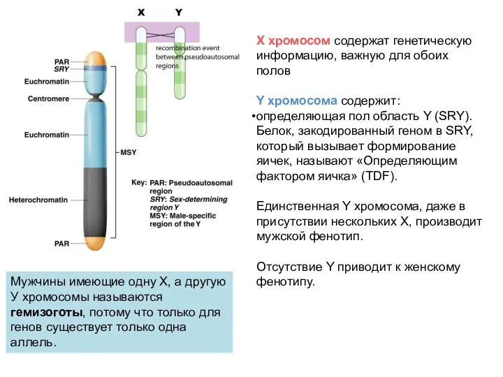 X хромосом содержат генетическую информацию, важную для обоих полов Y