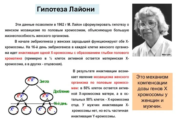 Гипотеза Лайони Это механизм компенсации дозы генов Х хромосомы у женщин и мужчин.
