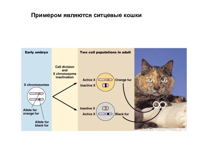 Примером являются ситцевые кошки