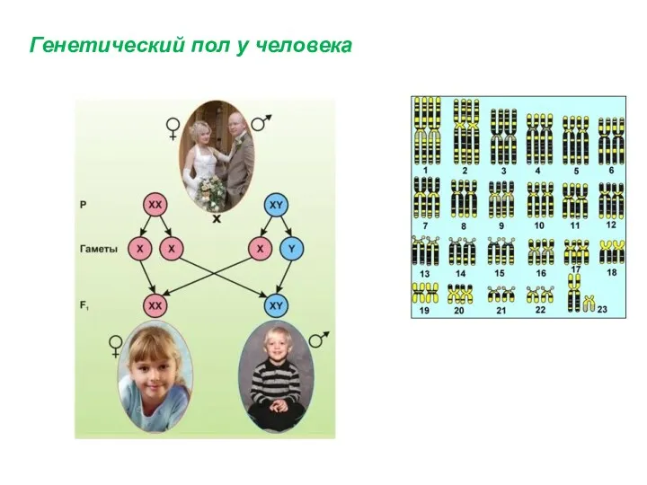 Генетический пол у человека