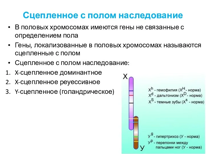 Сцепленное с полом наследование В половых хромосомах имеются гены не