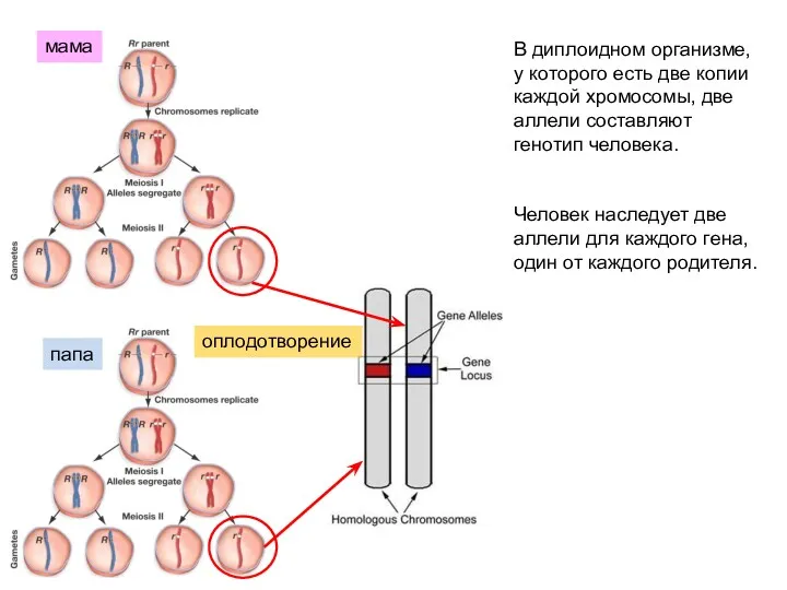 мама папа оплодотворение В диплоидном организме, у которого есть две