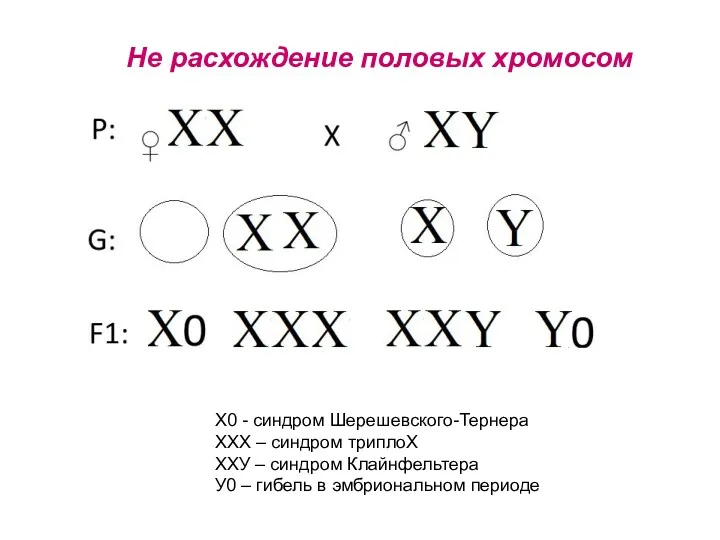 Не расхождение половых хромосом Х0 - синдром Шерешевского-Тернера ХХХ –