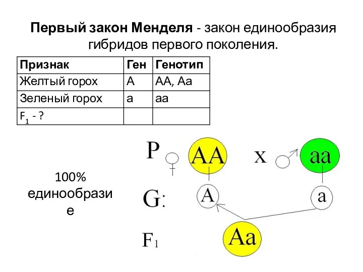 Первый закон Менделя - закон единообразия гибридов первого поколения. 100% единообразие