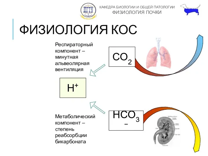 ФИЗИОЛОГИЯ КОС CO2 H+ HCO3− Респираторный компонент – минутная альвеолярная вентиляция Метаболический компонент