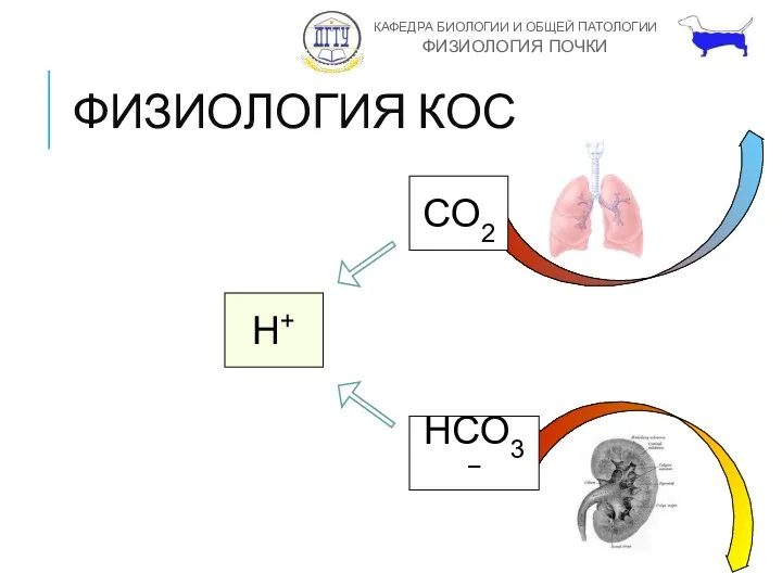 ФИЗИОЛОГИЯ КОС CO2 H+ HCO3−