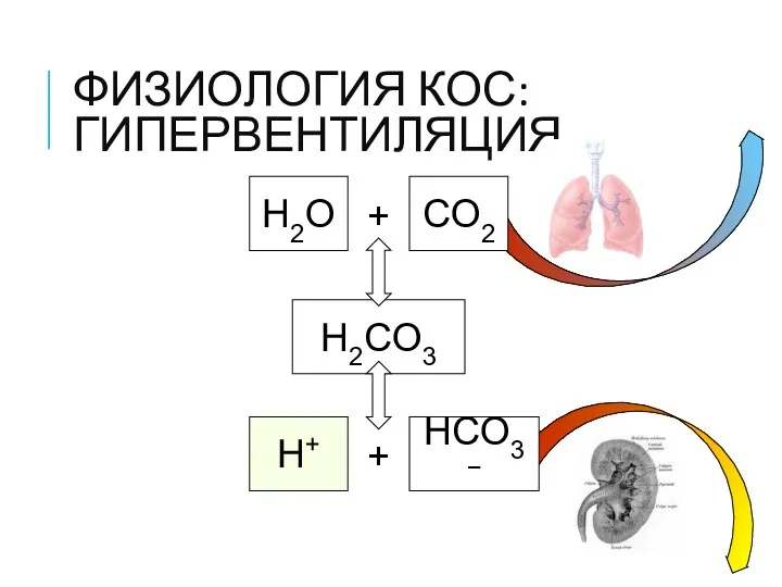 ФИЗИОЛОГИЯ КОС: ГИПЕРВЕНТИЛЯЦИЯ H2O + CO2 H2CO3 H+ + HCO3−