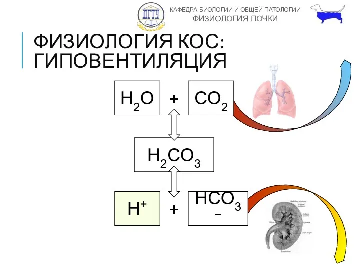 ФИЗИОЛОГИЯ КОС: ГИПОВЕНТИЛЯЦИЯ H2O + CO2 H2CO3 H+ + HCO3−