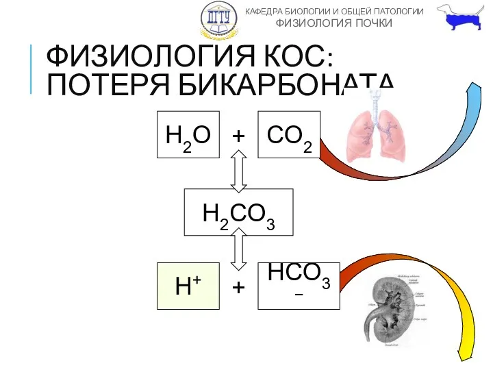 ФИЗИОЛОГИЯ КОС: ПОТЕРЯ БИКАРБОНАТА H2O + CO2 H2CO3 H+ + HCO3−