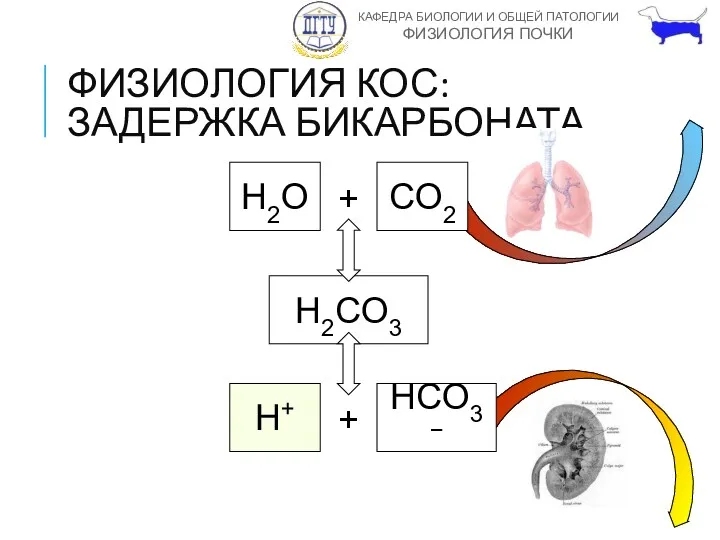 ФИЗИОЛОГИЯ КОС: ЗАДЕРЖКА БИКАРБОНАТА H2O + CO2 H2CO3 H+ + HCO3−