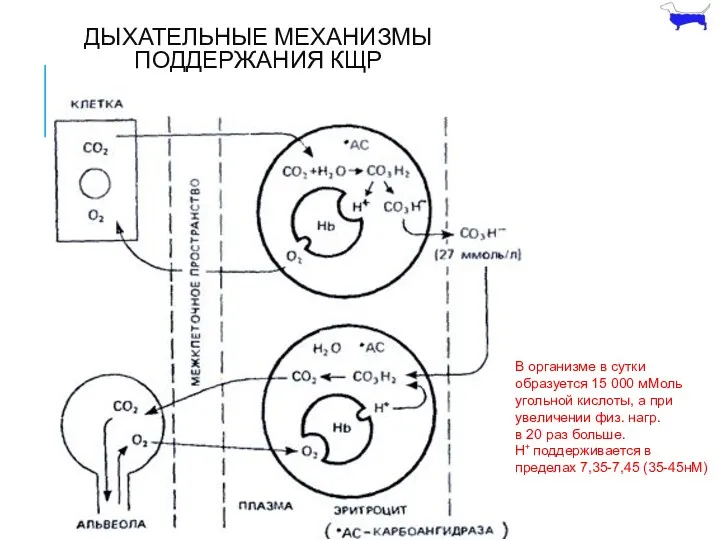 ДЫХАТЕЛЬНЫЕ МЕХАНИЗМЫ ПОДДЕРЖАНИЯ КЩР В организме в сутки образуется 15 000 мМоль угольной